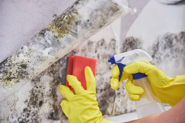 Mold Remediation for Rental Properties in Drew, MS